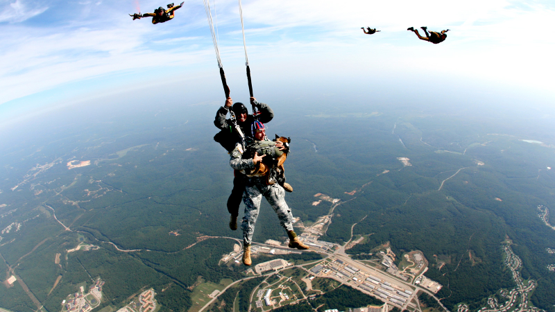 Illustration for article titled 26 Awesome Photos of War Dogs Showing How Badass and Cute They Can Be